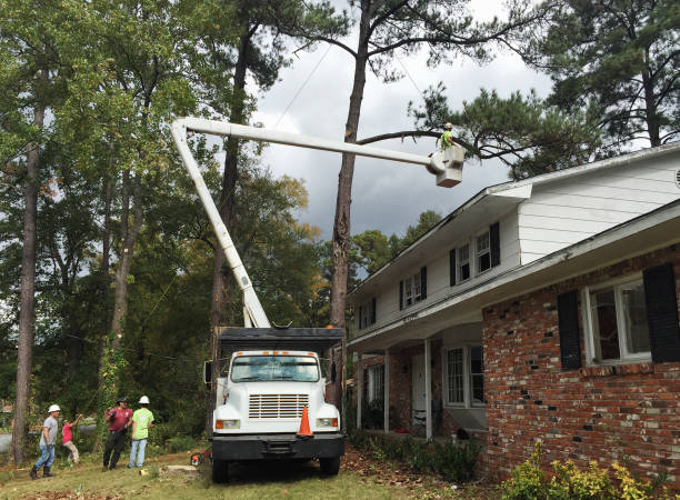 Dousman, WI Tree Removal Services Company