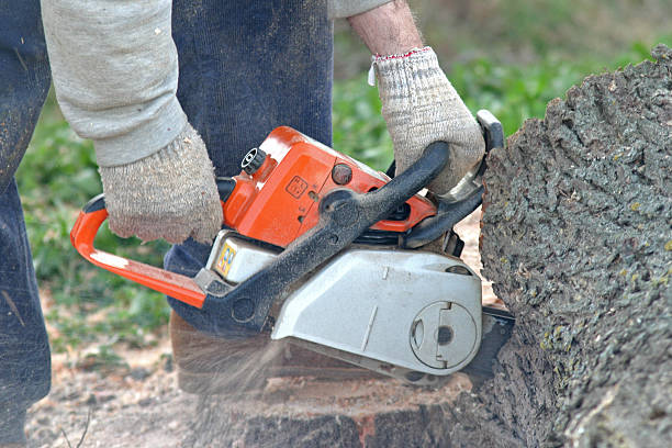 Best Lot and Land Clearing  in Dousman, WI