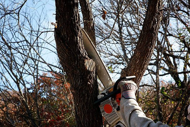 Best Tree Disease Treatment  in Dousman, WI